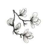 The graphic branch of the magnolia is drawn by hand with a black pen. Magnolia on an isolated white background stock illustration The graphic branch of the magnolia is drawn by hand with a black pen. Magnolia on an isolated white background stock illustration