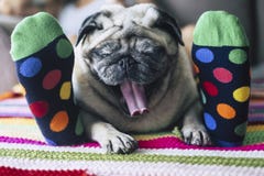 Grappig beeld van echt gezinsleven thuis met beste vriendenvrouw en pug slaap toeghter, kleurrijke sokken en de hond in stock afbeeldingen Grappig beeld van echt gezinsleven thuis met beste vriendenvrouw en pug slaap toeghter, kleurrijke sokken en de hond in stock afbeeldingen