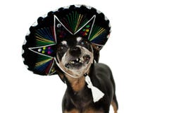 GRAPPIGE HOND DIE EEN MEXICAANSE HOED VOOR EEN DEEL VAN CARNAVAL DRAGEN OF HALLOWEEN- royalty-vrije stock foto GRAPPIGE HOND DIE EEN MEXICAANSE HOED VOOR EEN DEEL VAN CARNAVAL DRAGEN OF HALLOWEEN- royalty-vrije stock foto