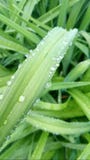 gras stockbild gras stockbild