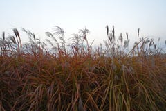 Gras royalty-vrije stock afbeelding Gras royalty-vrije stock afbeelding