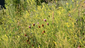 Gras in der Steppennahaufnahme Gras in der Steppennahaufnahme