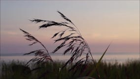Gras im Wind Gras im Wind