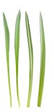 Grasblätter lizenzfreie stockfotografie Grasblätter lizenzfreie stockfotografie