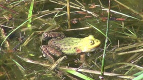 Grasnido da rã verde no lago da mola video estoque Grasnido da rã verde no lago da mola video estoque