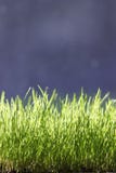 Grass Royalty Free Stock Images Grass Royalty Free Stock Images