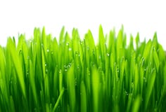 Grass Stock Photos Grass Stock Photos