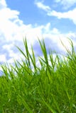Grass And The Sky Royalty Free Stock Image