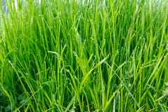 Grass Background Stock Images