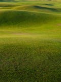 Grass, background green golf course.