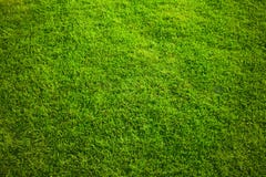 grass on backyard lawn - house, home and gardening concept stock photo grass on backyard lawn - house, home and gardening concept stock photo
