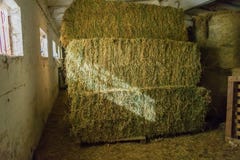 Grass bundles stacked in interior with light rays royalty free stock photo Grass bundles stacked in interior with light rays royalty free stock photo