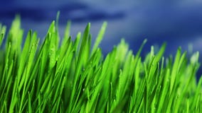 Grass. Close up of green grass Grass. Close up of green grass