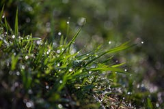 The grass in the dew.after the rain stock image The grass in the dew.after the rain stock image