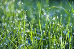 Grass, Dew, Green Color, Close-up, Drop royalty free stock images Grass, Dew, Green Color, Close-up, Drop royalty free stock images