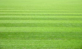 Grass Field Royalty Free Stock Images Grass Field Royalty Free Stock Images