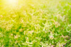 Grass flower in grass filed royalty free stock photography Grass flower in grass filed royalty free stock photography