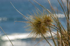 Grass head growing on sand at Ningaloo, Western Australia stock images Grass head growing on sand at Ningaloo, Western Australia stock images