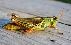Grass Hopper Close Up Macro Stock Photos Grass Hopper Close Up Macro Stock Photos