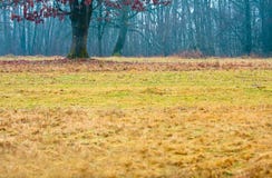 Grass In An Autumn Forest Royalty Free Stock Photos