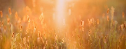 Grass In Yellow Sunlight And Bokeh, Boke Background. Later Summer Royalty Free Stock Photo