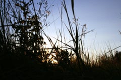 Tall grass grows in the field royalty free stock photography Tall grass grows in the field royalty free stock photography