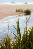 Grass near sea royalty free stock image Grass near sea royalty free stock image