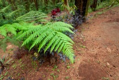 Grass plants with green leaves in pine forests, Indonesia stock image Grass plants with green leaves in pine forests, Indonesia stock image