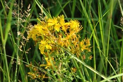 Grass St. John`s wort glows in the sun. royalty free stock photo Grass St. John`s wort glows in the sun. royalty free stock photo