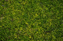 Grass texture with multiple shades of green stock images Grass texture with multiple shades of green stock images
