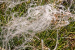 Grass white horseman, in the meadow in summer stock photo Grass white horseman, in the meadow in summer stock photo