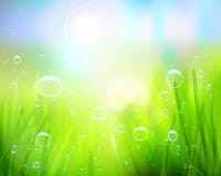 Grass With Water Drops. Vector Illustration. Stock Images