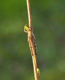 Grasshoper in green background