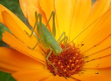 Grasshopper on a daisy