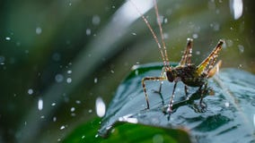 Grasshopper on green leaves with morning rain drops royalty free stock image Grasshopper on green leaves with morning rain drops royalty free stock image