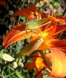 Grasshopper sitting on a lily royalty free stock photography Grasshopper sitting on a lily royalty free stock photography