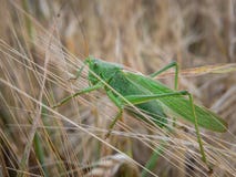 Grasshopper on a wheat field stock image Grasshopper on a wheat field stock image