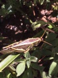 Grasshopper στοκ εικόνα με δικαίωμα ελεύθερης χρήσης Grasshopper στοκ εικόνα με δικαίωμα ελεύθερης χρήσης