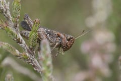 Grasshopper πορτρέτο στοκ εικόνες Grasshopper πορτρέτο στοκ εικόνες