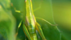 Grasshopper Grasshopper στα φύλλα συνδετήρας Grasshopper στο φύλλο στενού επάνω χλόης στον τομέα Πράσινο Grasshopper απόθεμα βίντεο Grasshopper Grasshopper στα φύλλα συνδετήρας Grasshopper στο φύλλο στενού επάνω χλόης στον τομέα Πράσινο Grasshopper απόθεμα βίντεο