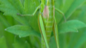 Grasshopper Grasshopper στα φύλλα συνδετήρας Grasshopper στο φύλλο στενού επάνω χλόης στον τομέα Πράσινο Grasshopper απόθεμα βίντεο Grasshopper Grasshopper στα φύλλα συνδετήρας Grasshopper στο φύλλο στενού επάνω χλόης στον τομέα Πράσινο Grasshopper απόθεμα βίντεο