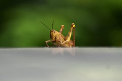 Grasshoppers are herbivorous insects that have antennas and are generally winged stock photo Grasshoppers are herbivorous insects that have antennas and are generally winged stock photo
