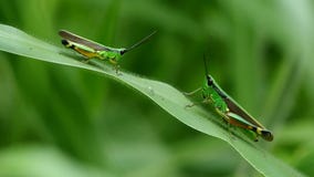 Grasshoppers on leaf