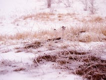 Grassland In Winter Royalty Free Stock Photography