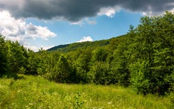 Grassy Meadow In Forest On A Cloudy Day Stock Image Grassy Meadow In Forest On A Cloudy Day Stock Image