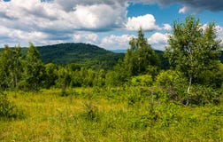 Grassy Meadow In Forest On A Cloudy Day Royalty Free Stock Images Grassy Meadow In Forest On A Cloudy Day Royalty Free Stock Images