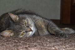 Graue erwachsene nicht reinrassige Katze liegt auf dem Boden, der die Vorderpfoten ausdehnt lizenzfreies stockbild Graue erwachsene nicht reinrassige Katze liegt auf dem Boden, der die Vorderpfoten ausdehnt lizenzfreies stockbild