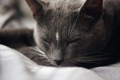 Graue nette Hauptkatze, die solid schläft stockbild Graue nette Hauptkatze, die solid schläft stockbild