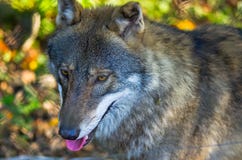 Grauer Wolf im Wald, Polen Lizenzfreies Stockfoto Grauer Wolf im Wald, Polen Lizenzfreies Stockfoto