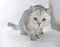 Graues britisches Shorthair Porträt der Britisch Kurzhaar-Katze liegend auf einem grauen Hintergrund stockbilder Graues britisches Shorthair Porträt der Britisch Kurzhaar-Katze liegend auf einem grauen Hintergrund stockbilder